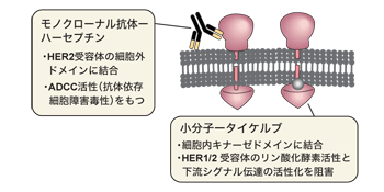 図：ハーセプチンとタイケルブの作用機序の違い