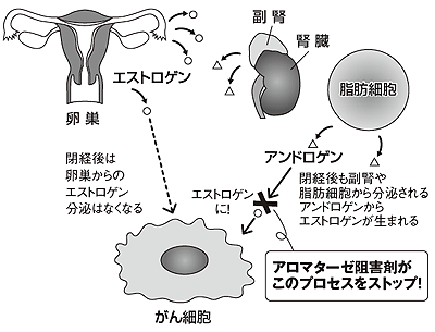 図3 アロマターゼ阻害剤