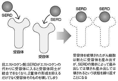 図4 抗エストロゲン剤：SERD