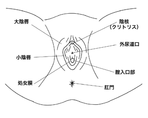 図1 外陰部の構造