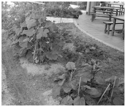 写真：野菜畑