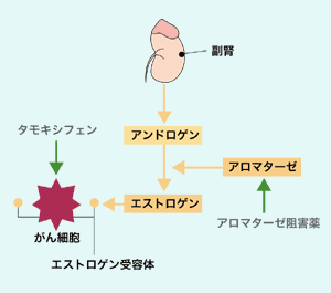 図：乳がんに対するホルモンの作用と、各薬剤の作用点