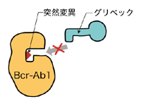 図：突然変異が起こるとグリベックはBcr-Ab1のポケットに入れない
