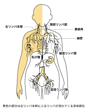図：リンパ管の走行