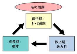 図:髪の毛の成長サイクル