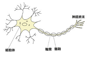 図：神経線維