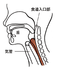 図：咽頭期