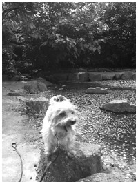 写真:愛犬「ペロティ」と近くの公園を散歩