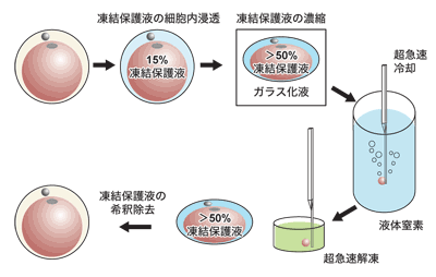 図：ガラス化凍結法の手順