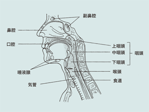 図2 頭頸部分類図