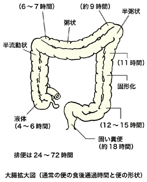 図：大腸拡大図
