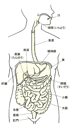 図：消化器官