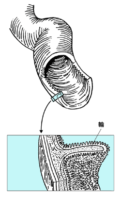 図：小腸粘膜のひだ