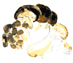 イラスト:きのこ