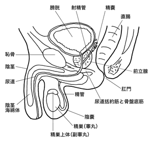 図：男性生殖器の構造