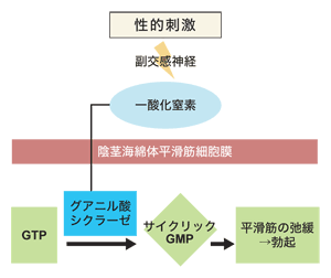 図：勃起のメカニズム