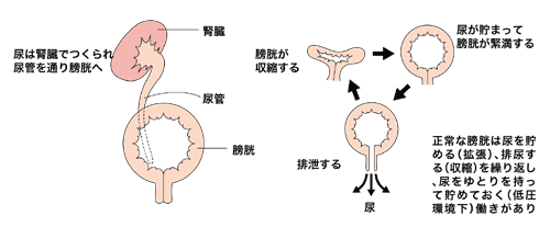 図3 正常な膀胱の働き