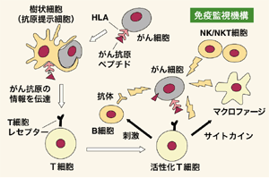 図:免疫監視機構