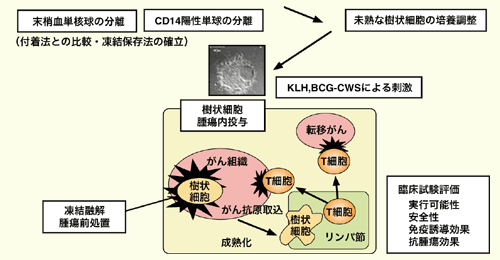 図2 樹状細胞腫瘍内投与による免疫療法