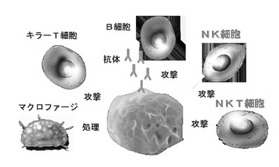 図:がんを攻撃する免疫細胞