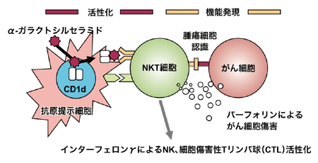 図:NKT細胞による抗腫瘍効果のメカニズム