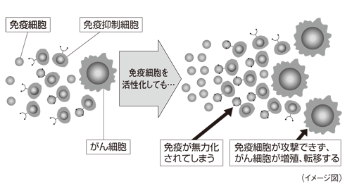 図2：がん細胞に対する免疫力を無力化してしまう免疫抑制細胞