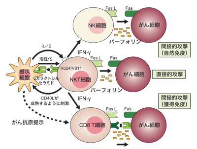 図：NKT細胞が免疫システムを総動員するしくみ