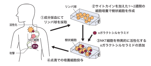 図：NKT細胞療法の流れ（肺がんの場合）