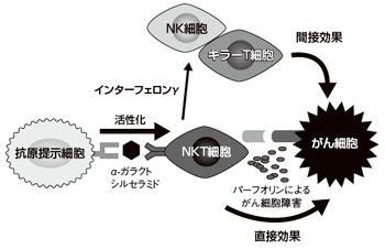 図1 NKT細胞による抗腫瘍効果とは？