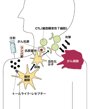 図:BCG-CWSワクチンによりがんを攻撃する仕組み