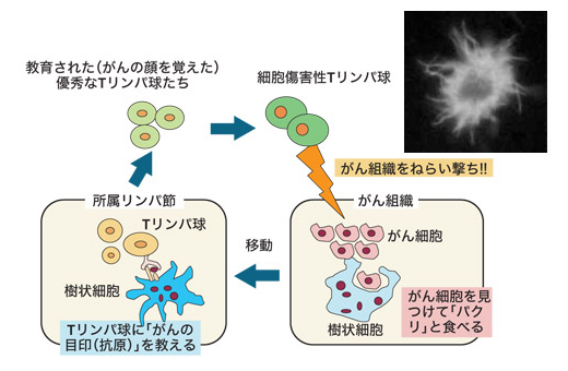 図：がんにおける樹状細胞の働き