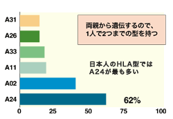 図：日本人のHLA型