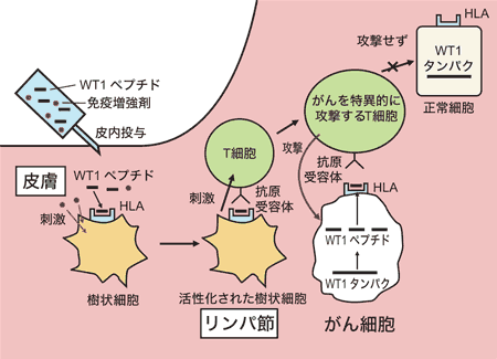 図：WT1ワクチン療法のしくみ