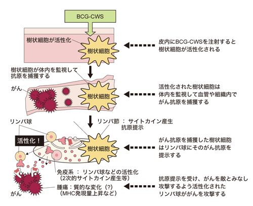 図：BCG-CWS療法ががんに作用するメカニズム