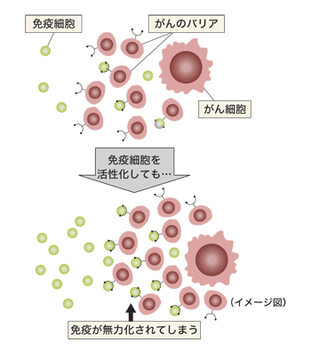 図1 がん細胞に対する免疫力を無力化してしまう「がんのバリア機能」