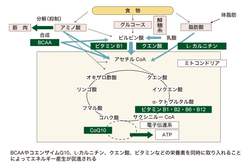 図：東口さんらが開発した栄養機能食品の効果（がん終末期における細胞内の代謝動態からみたもの）