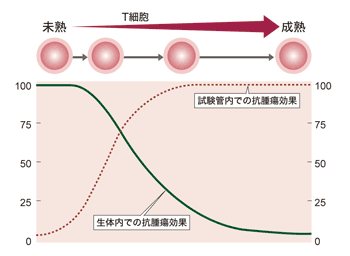 図:未熟なT細胞の生体内での抗腫瘍効果