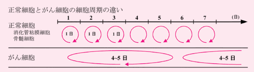 図:正常細胞とがん細胞の細胞周期の違い