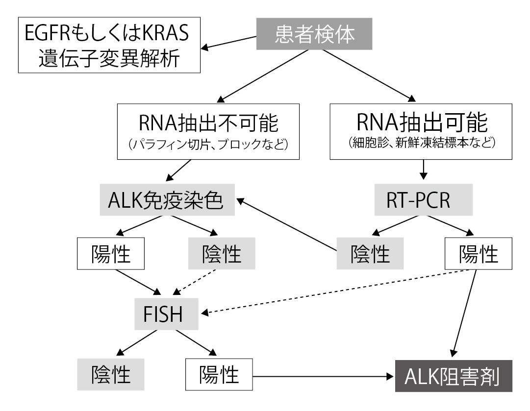 ■図5 ALK遺伝子検査の指針