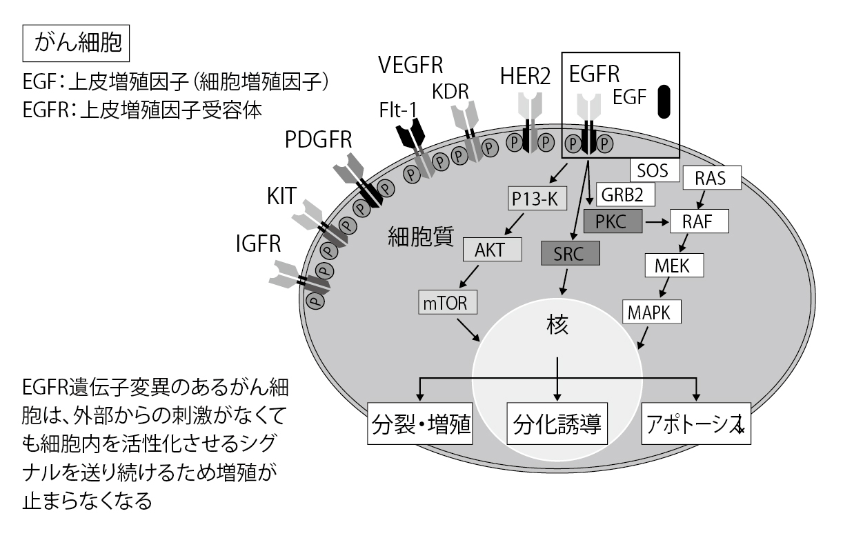 ■図3 EGFR遺伝子変異によるがん細胞増殖の模式図 ■図3 EGFR遺伝子変異によるがん細胞増殖の模式図