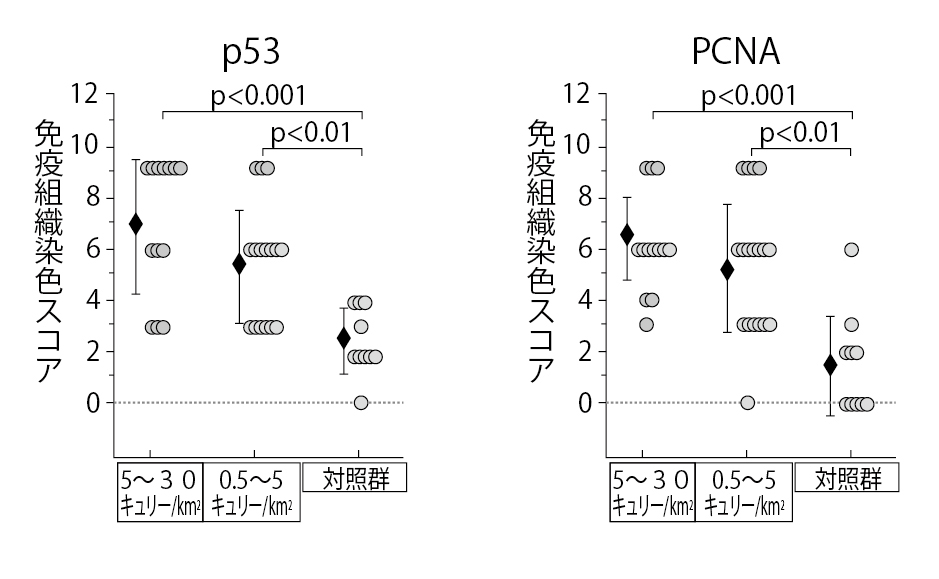 ■図7 免疫組織検査で明らかになった膀胱の上皮異形成および上皮内がんにおけるp53とPCNAの発現増加