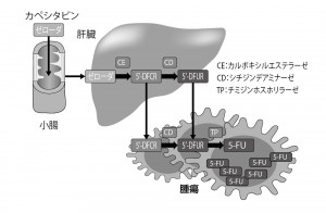 ■図4 カペシタビンががんに作用する仕組み（ゼローダ適正使用ガイドより）
