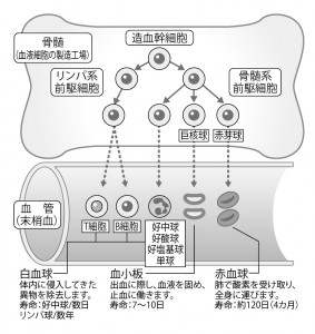 ■図1 造血幹細胞の分化の仕組み