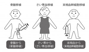 ■図8 造血幹細胞移植 ■図8 造血幹細胞移植