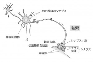 ■図1 神経細胞