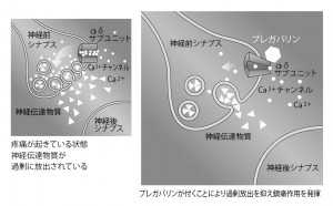 ■図5 プレガバリンの作用機序 ■図5 プレガバリンの作用機序