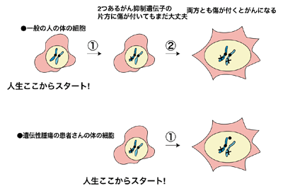 図3 家族性乳がんになる理由