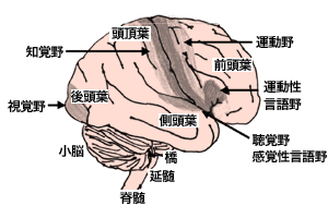 図:脳の仕組み
