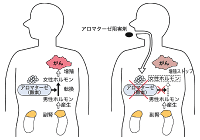図：アロマターゼ阻害剤の作用メカニズム