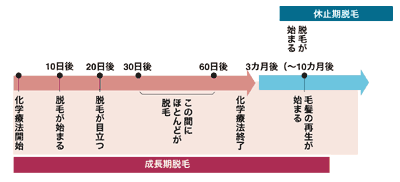 図：脱毛のプロセス